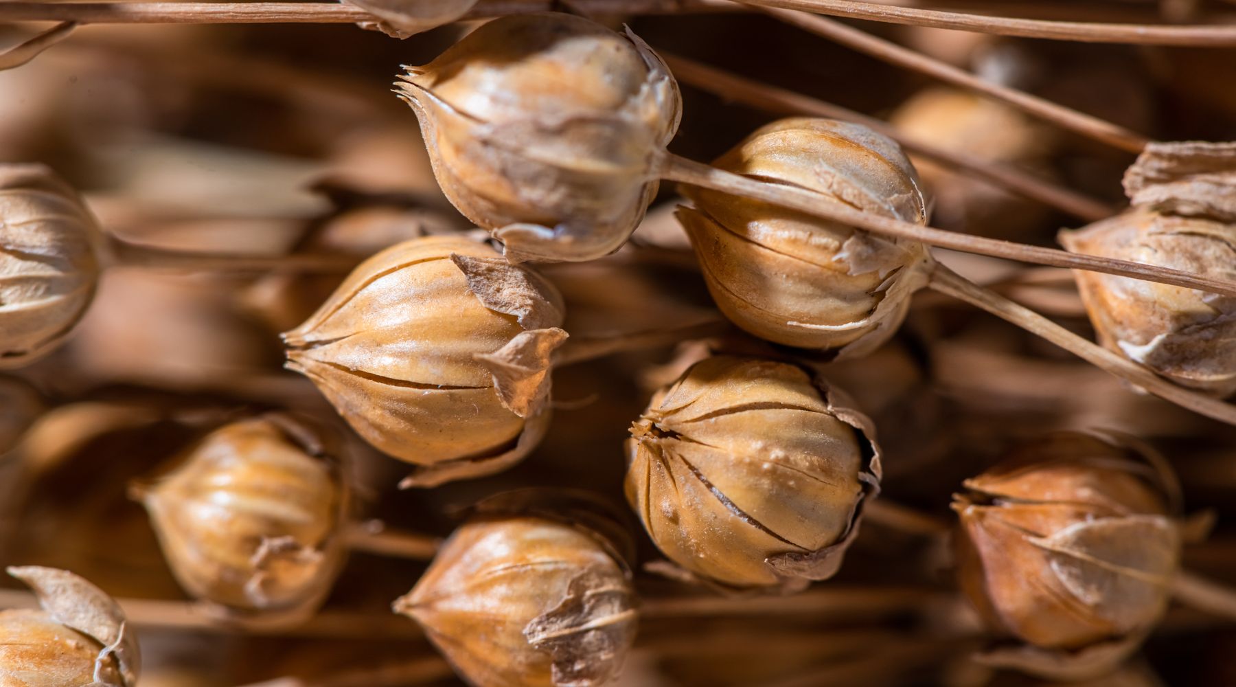 Dried seed pods on their stems, close up