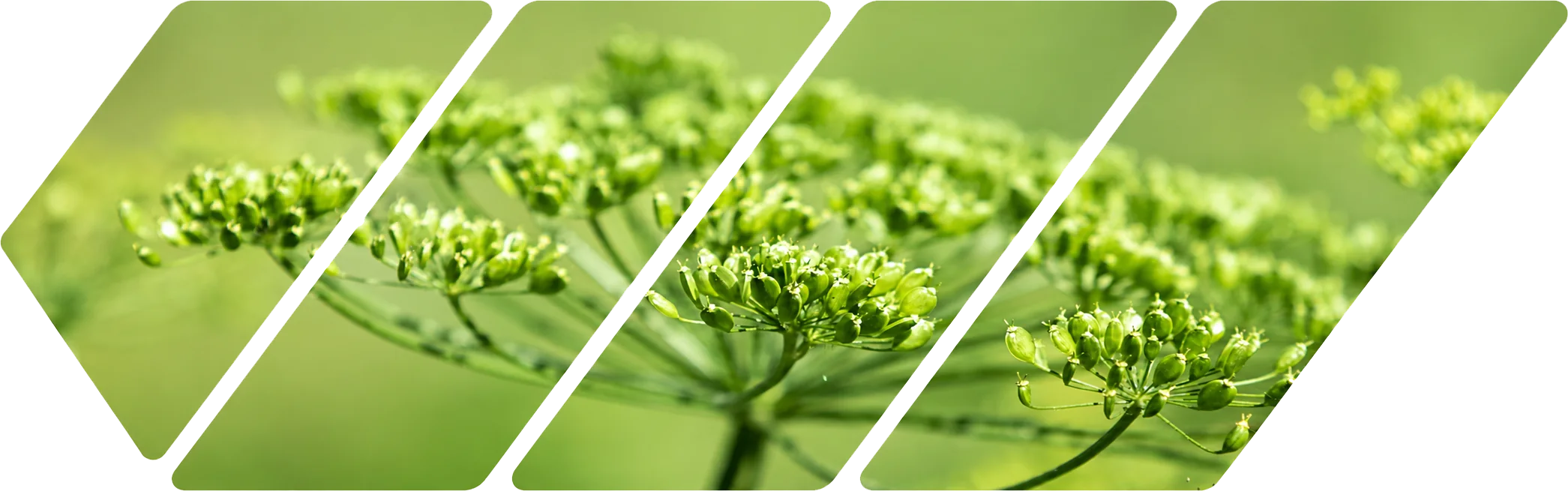 Queen Anne’s lace in flower, close up