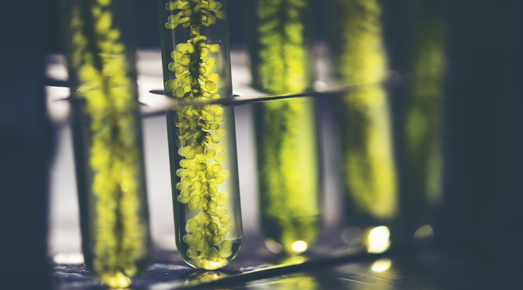 A row of test tubes holding green plant samples