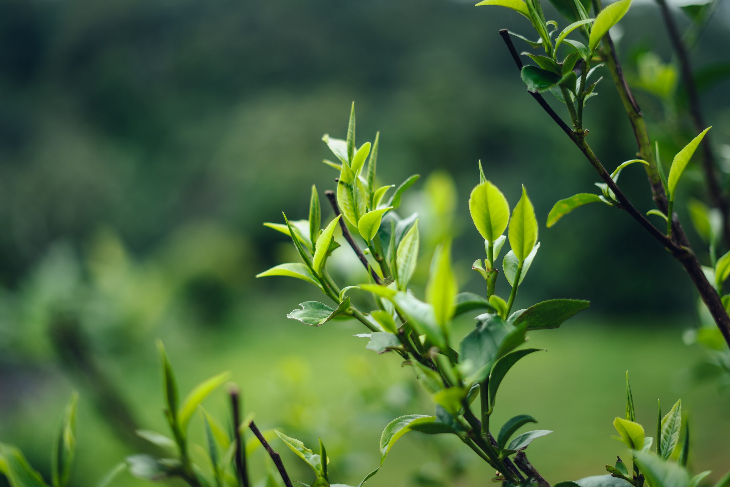 Tea tree hydrosol