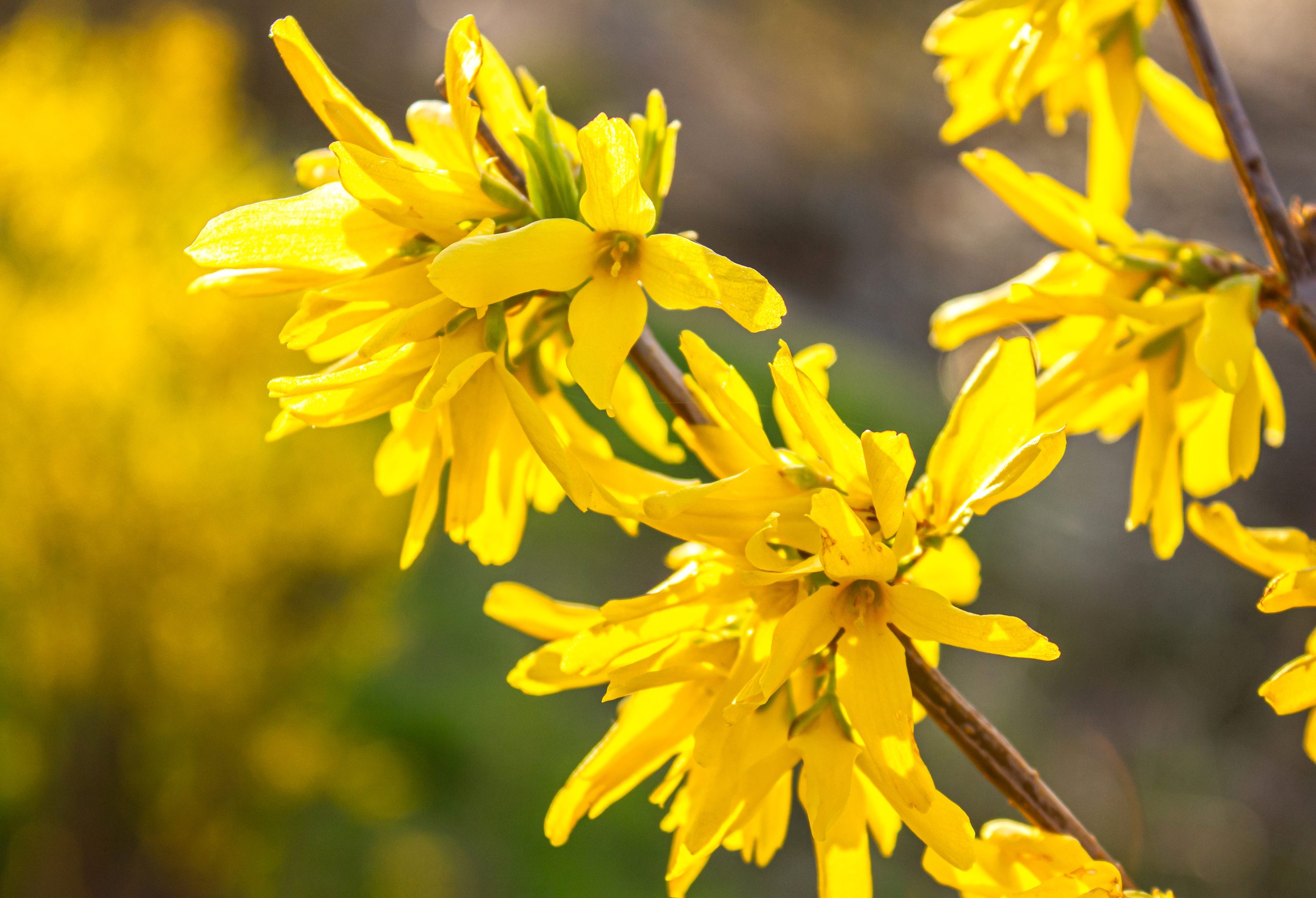 Witch hazel hydrosol