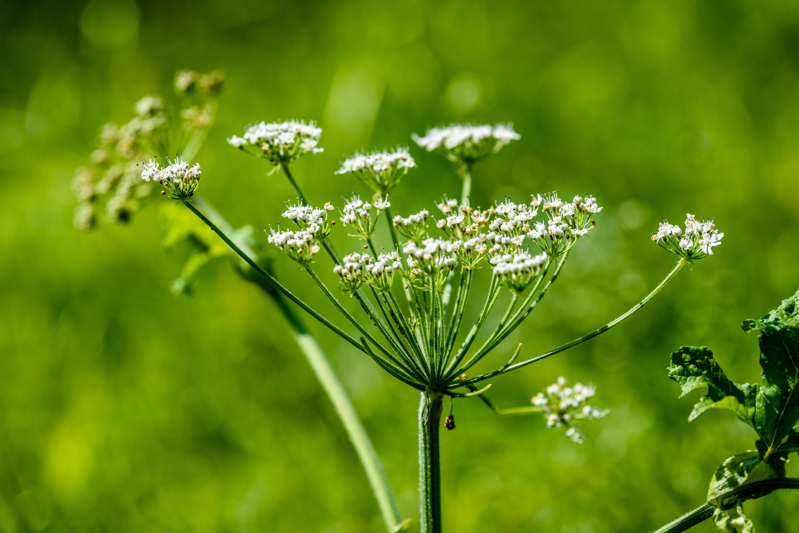 Coriander hydrosol