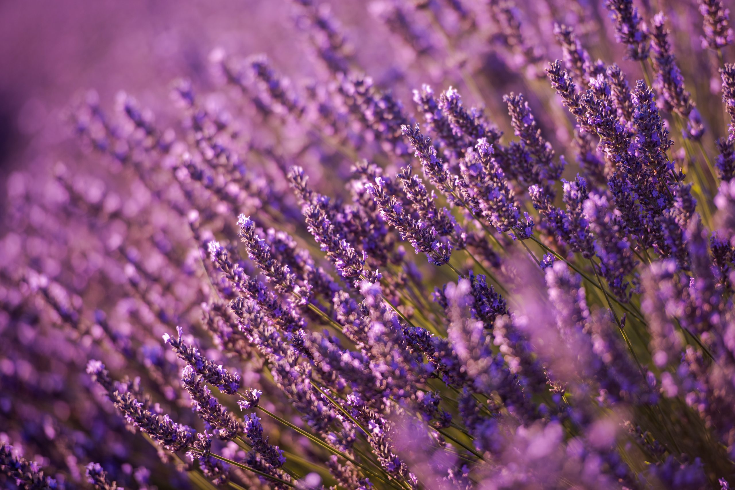 Lavender hydrosol