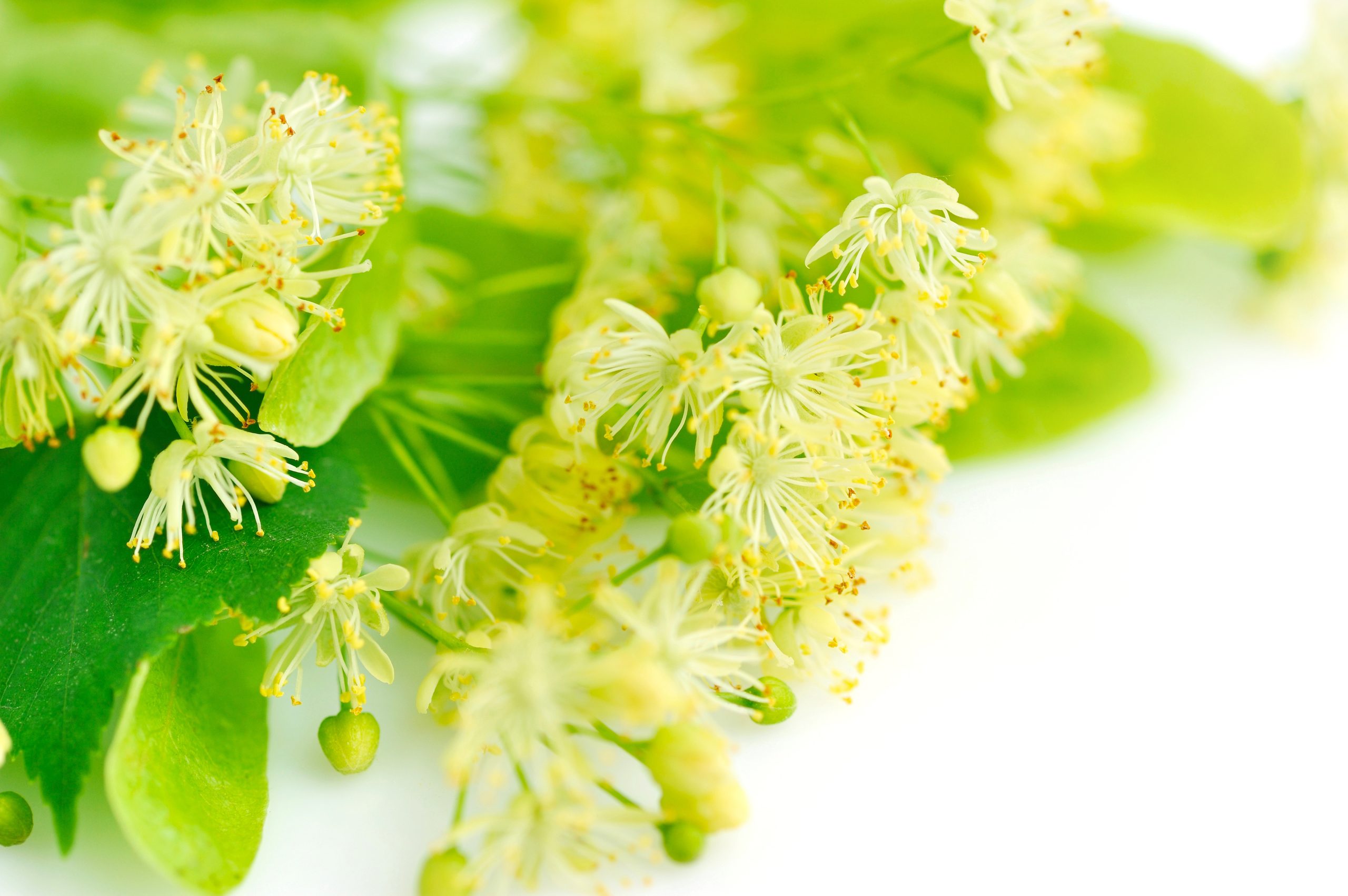 Linden hydrosol