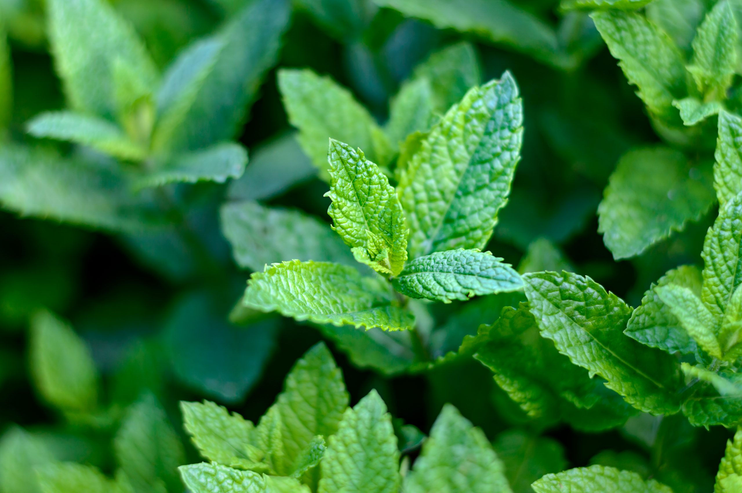 Mint hydrosol