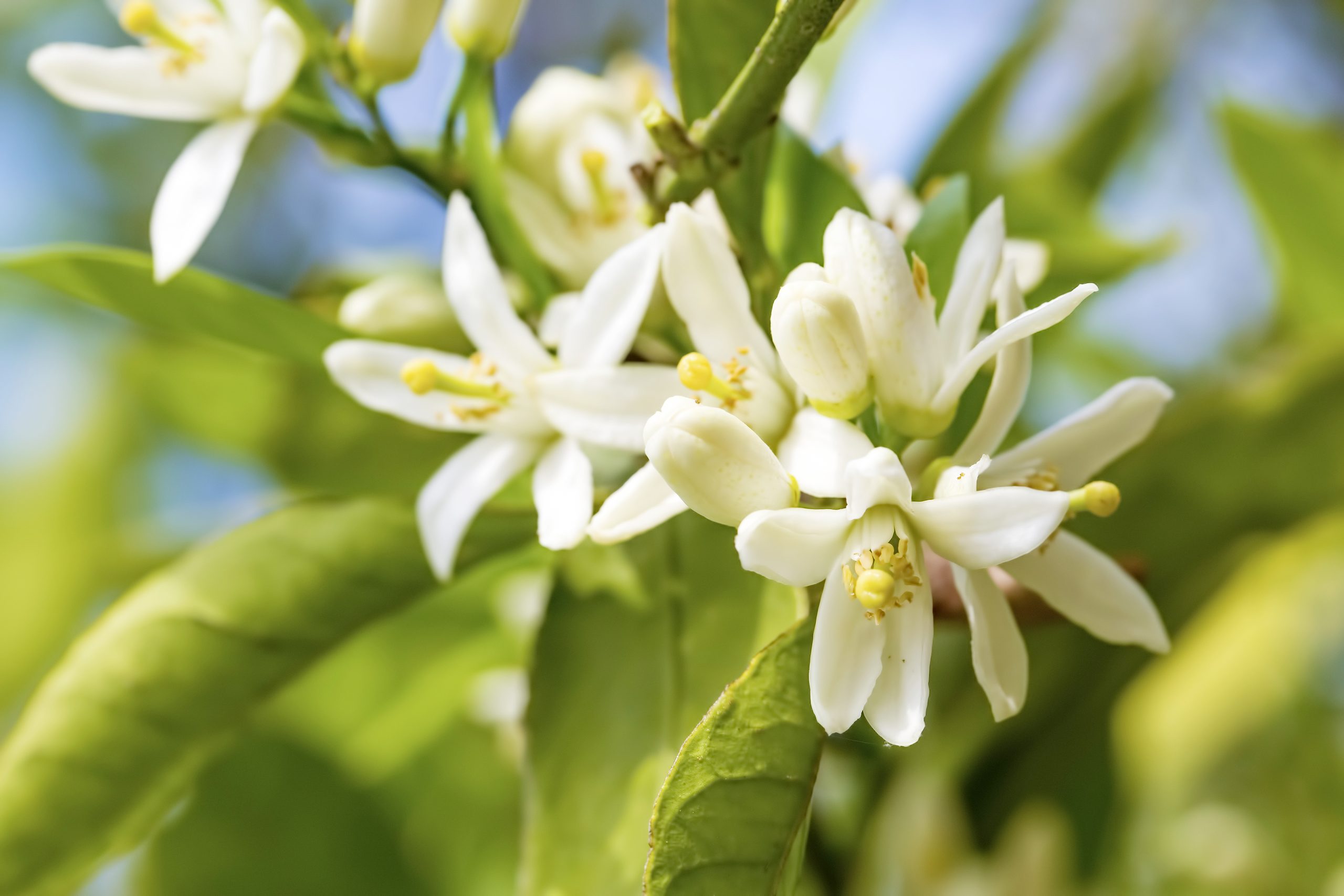 Neroli hydrosol