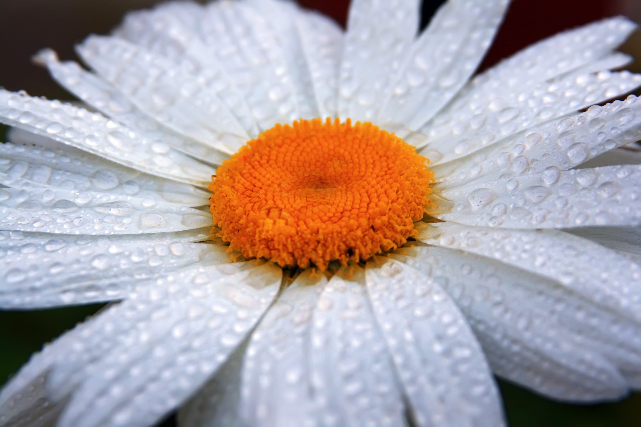 Chamomile hydrosol