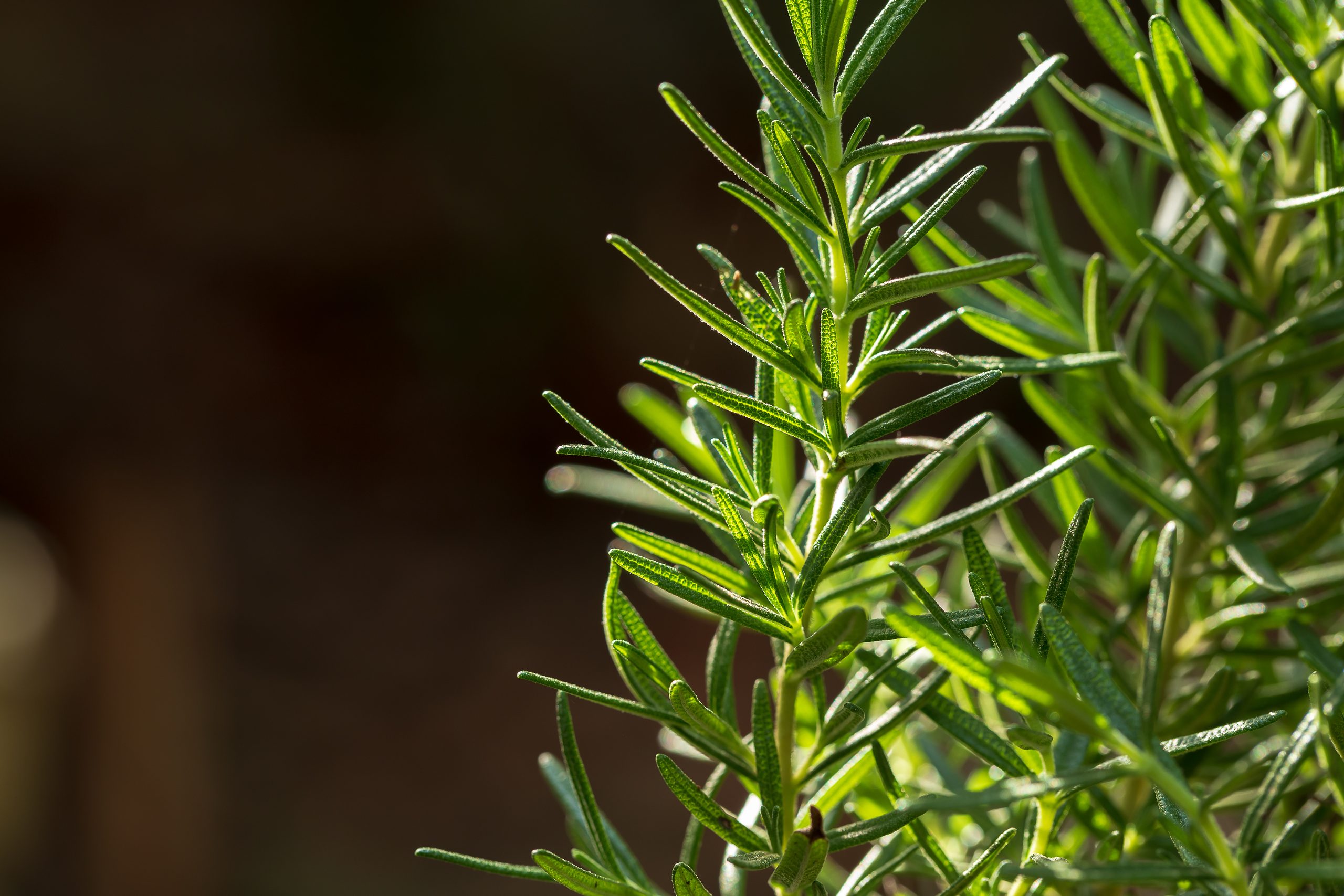 Rosemary hydrosol