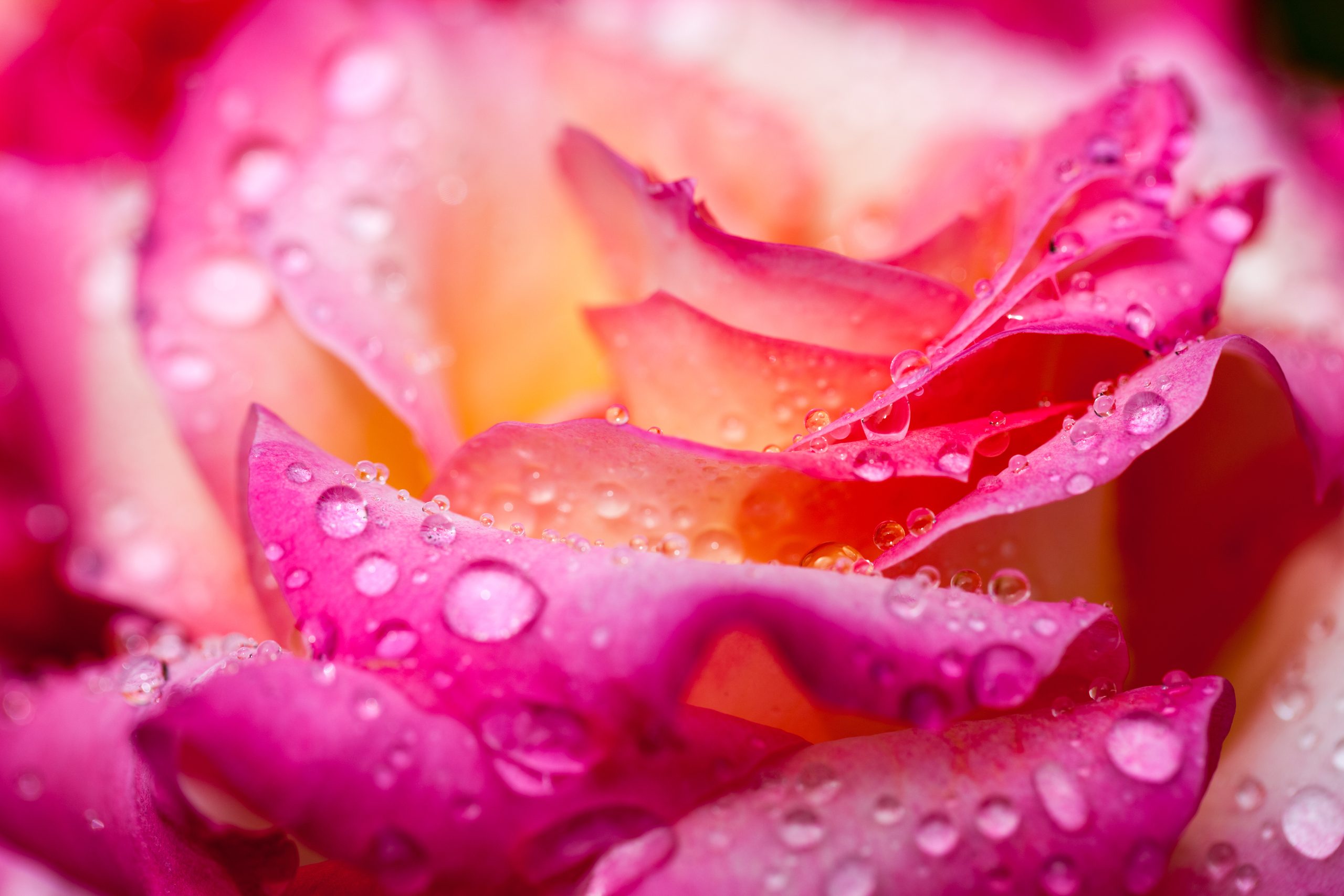 Rose hydrosol