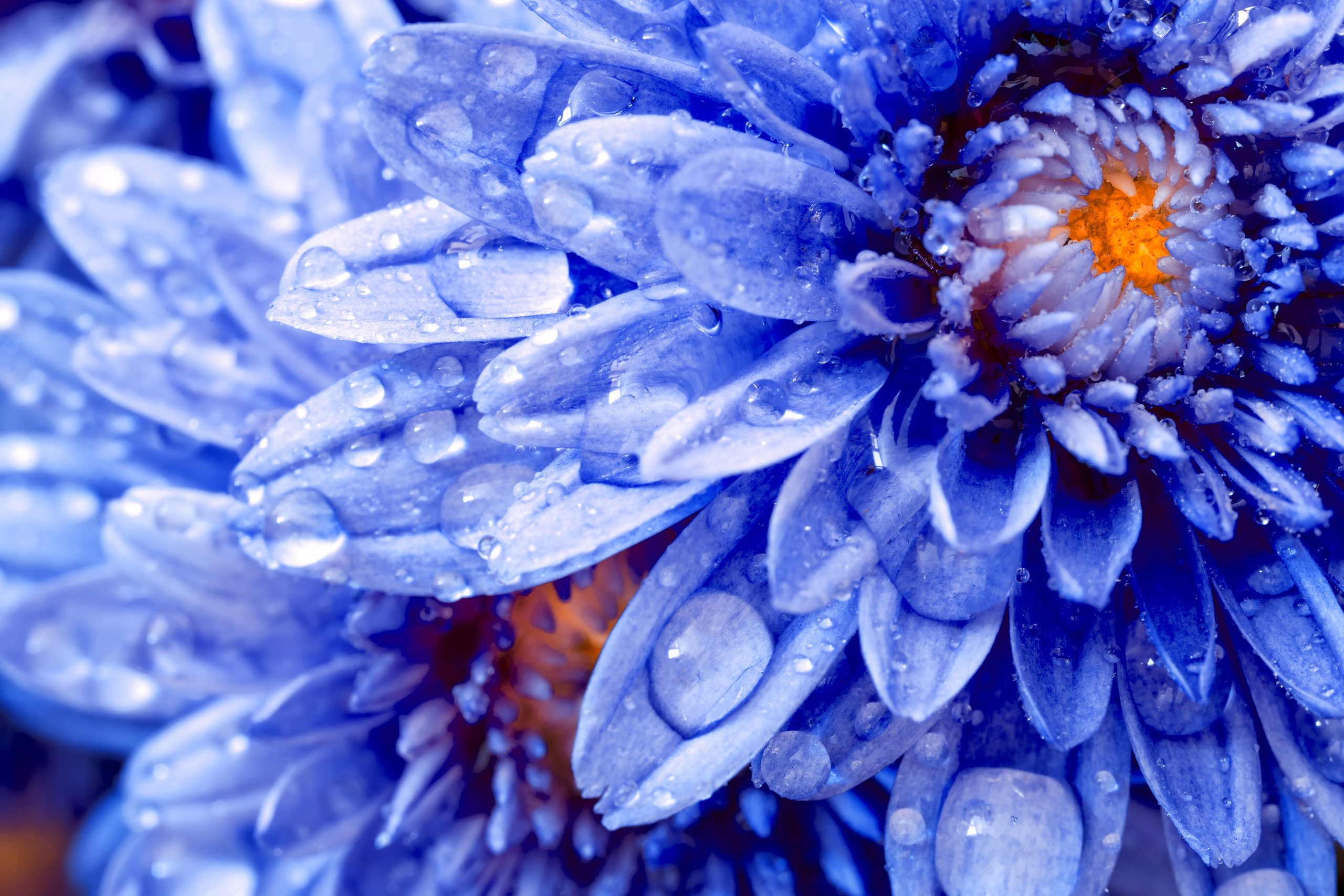 Cornflower hydrosol