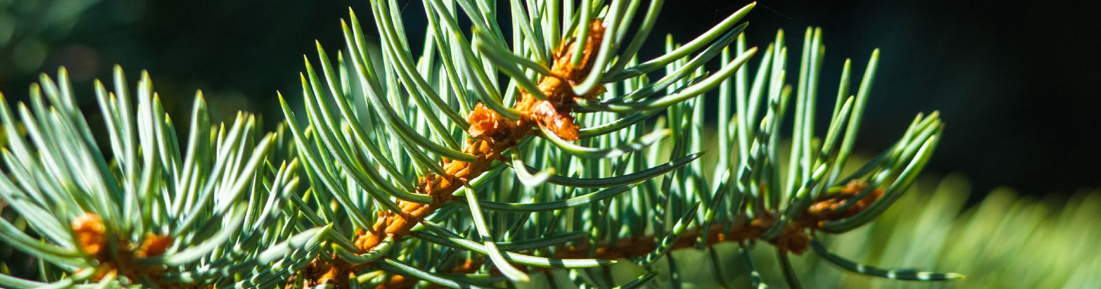 Conifer branches in the sun
