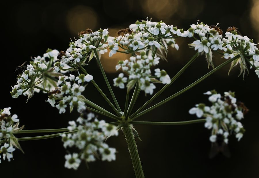 An anise flower head