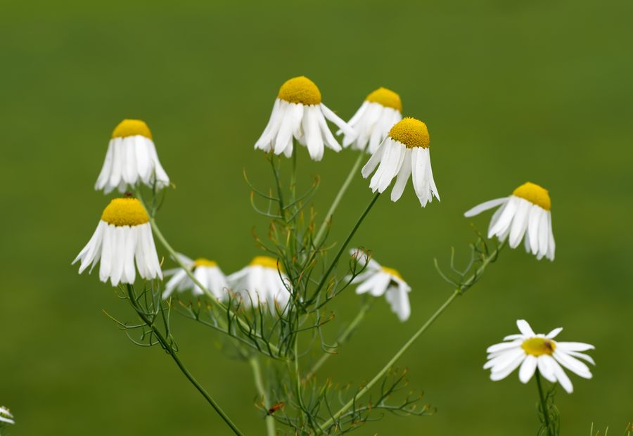 Chamomile flowers