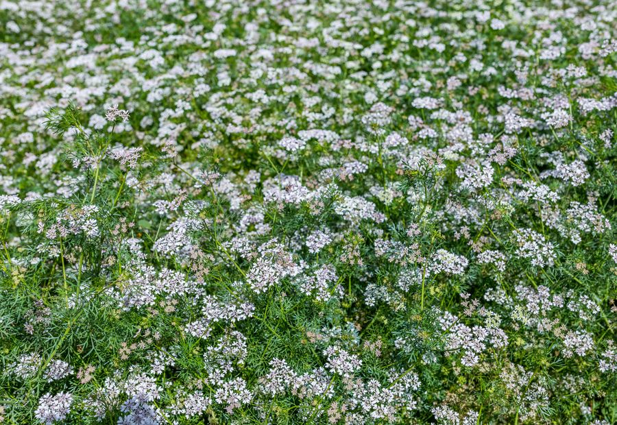 A field of coriander in flower