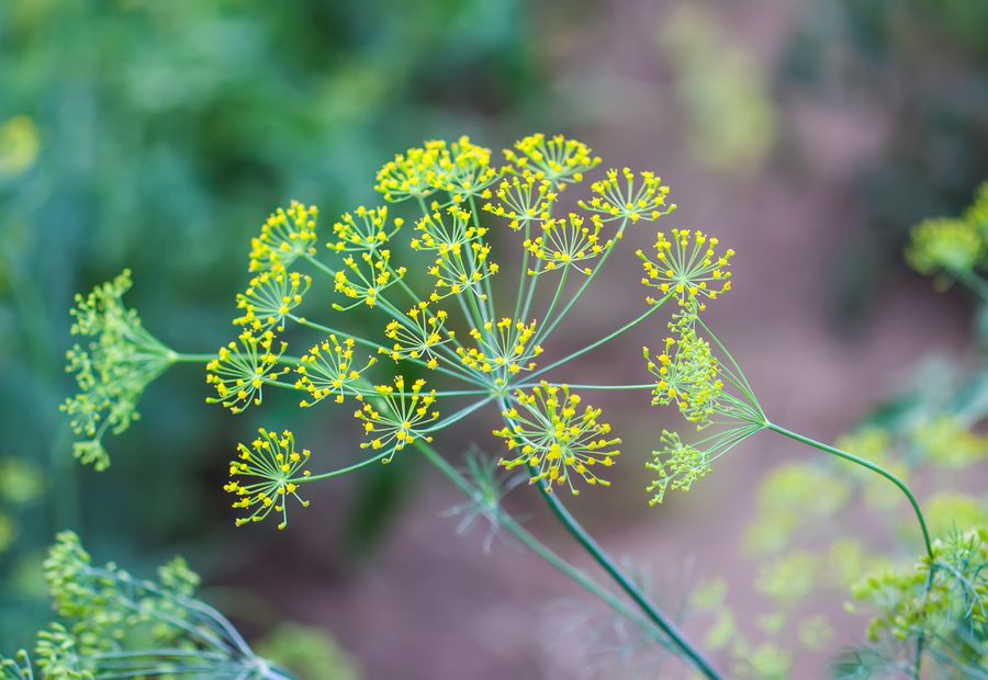 A dill flower head