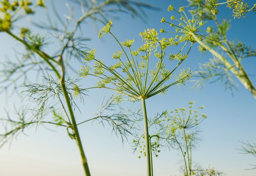 Fennel flower heads against the sky