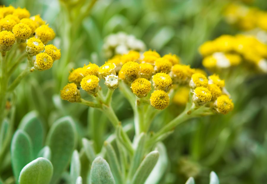 Helichrysum in flower