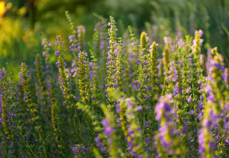 Hyssop in flower