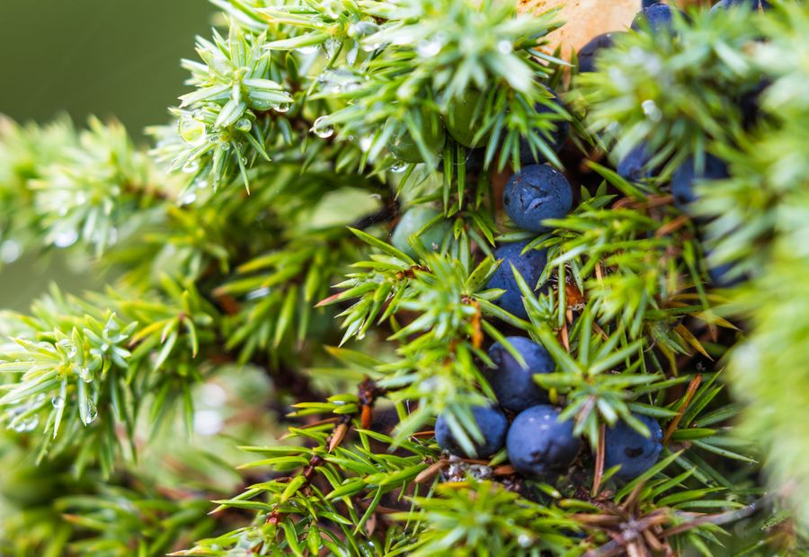 A juniper branch with berries