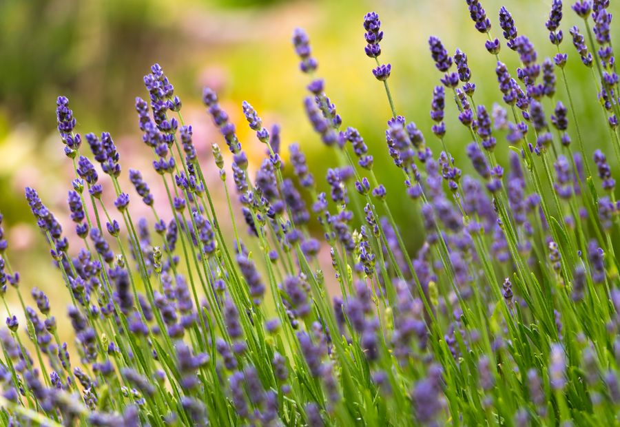 Lavender in flower
