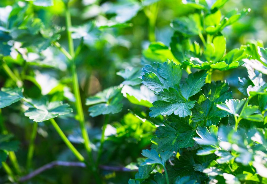 Parsley leaves