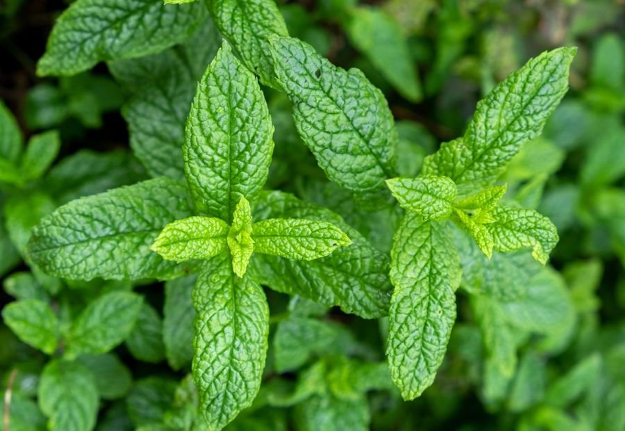 Peppermint leaves