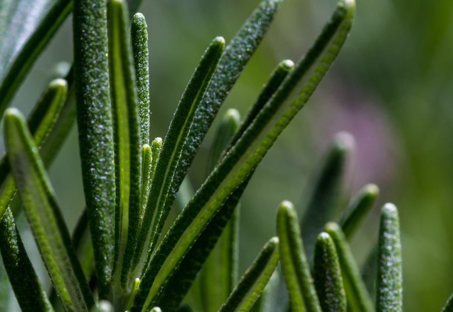 Rosemary needles, close up