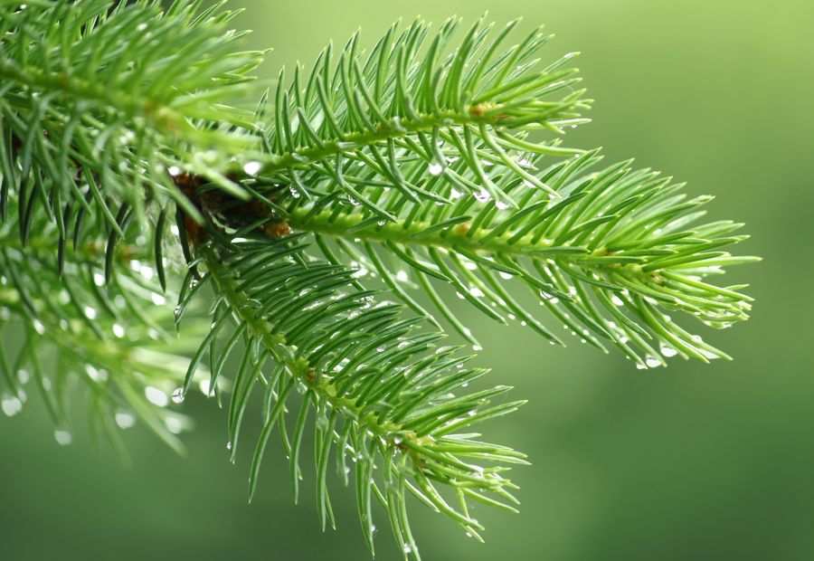 A fir branch, close up