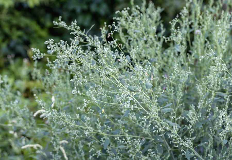 Silver wormwood foliage