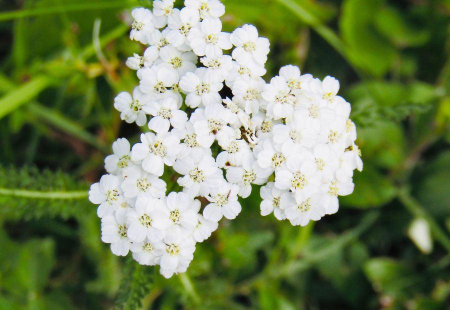 White yarrow in flower