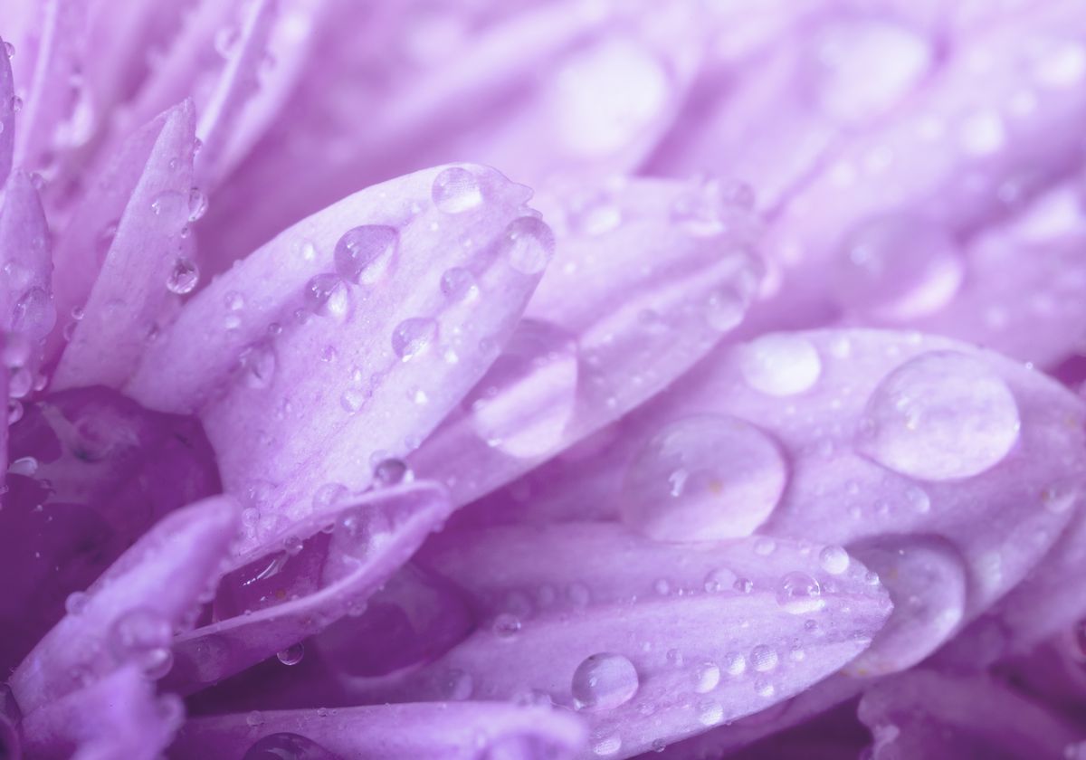 Droplets of plant water on a petal