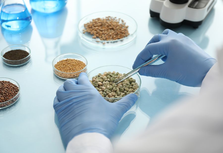 Seed samples in dishes being examined in the laboratory