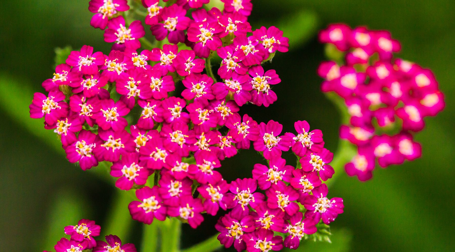 Flowering yarrow, close up