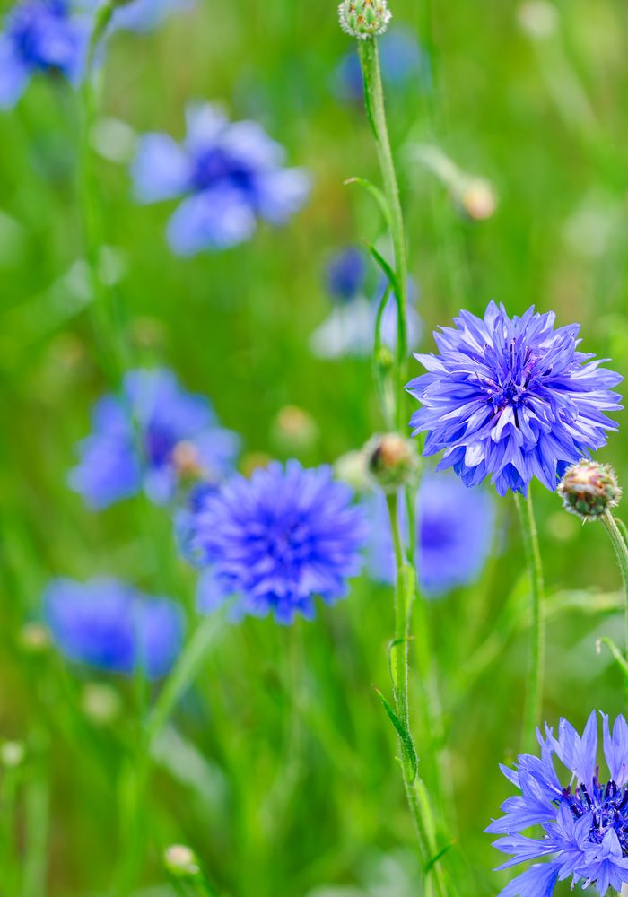 Cornflowers in a summer field