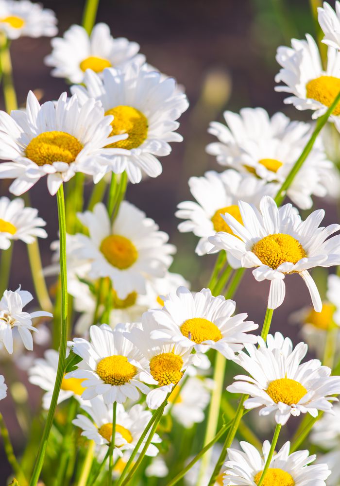 A field of daisies in the sun