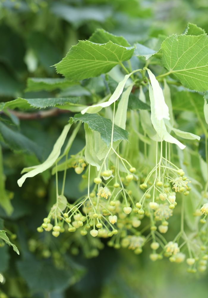 Linden blossom in spring