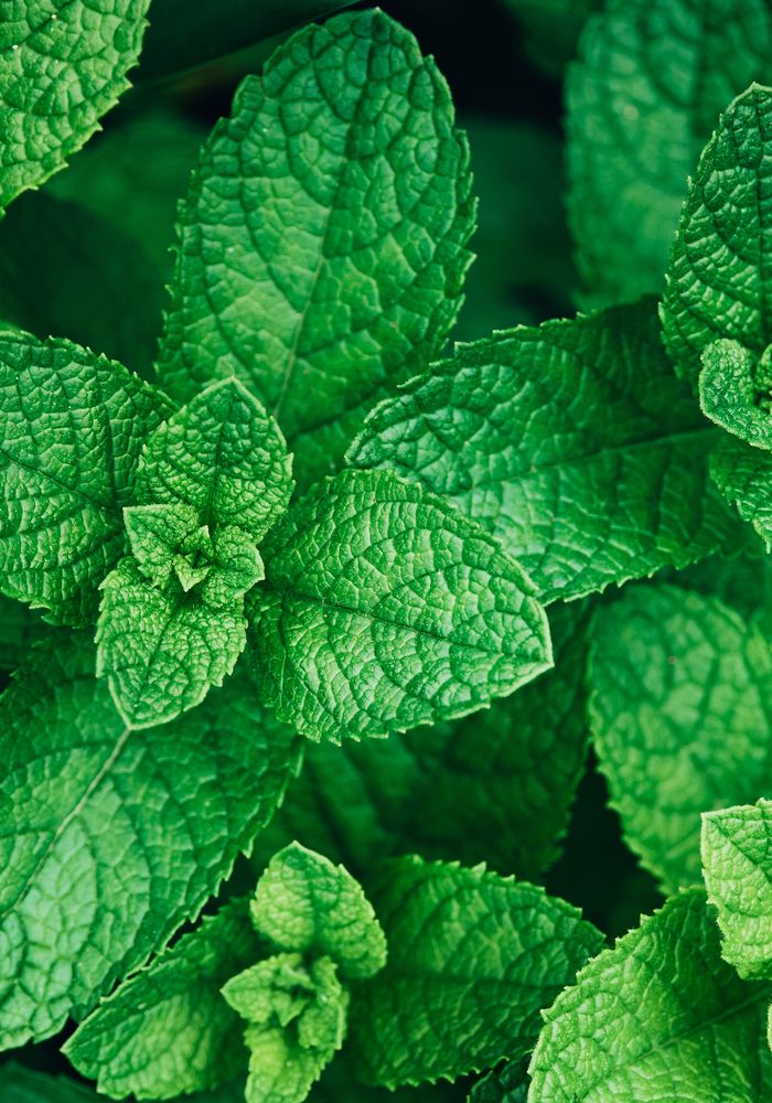 Fresh mint leaves, close up