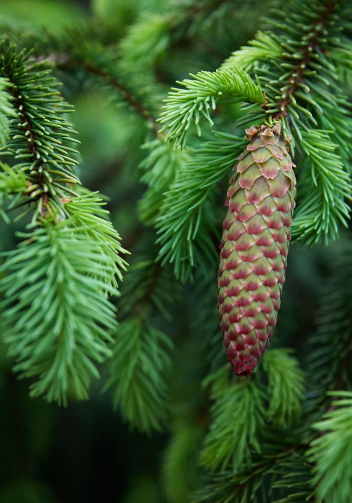 A pine cone on the branch
