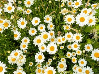 blooming-camomile-flowers-2022-11-11-10-40-02-utc (1)