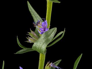 purple-flower-of-hyssop-lat-hyssopus-isolated-2023-07-17-20-54-48-utc (2)