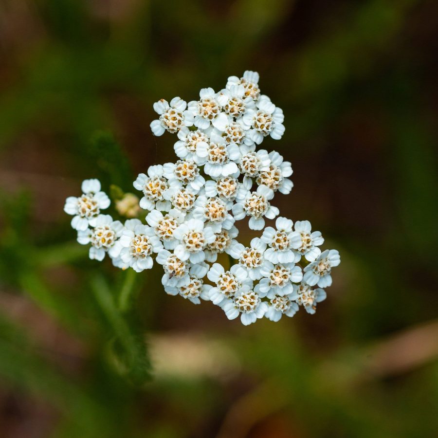 vertical-shot-of-yarrow-growing-in-a-field-with-a-2023-07-14-06-14-51-utc (1)